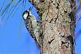 Red-cockaded Woodpecker